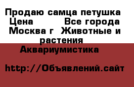 Продаю самца петушка › Цена ­ 700 - Все города, Москва г. Животные и растения » Аквариумистика   